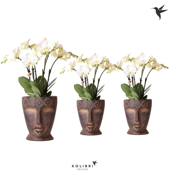 <h4>Phalaenopsis wit meer takken</h4>