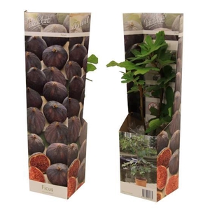 Ficus carica