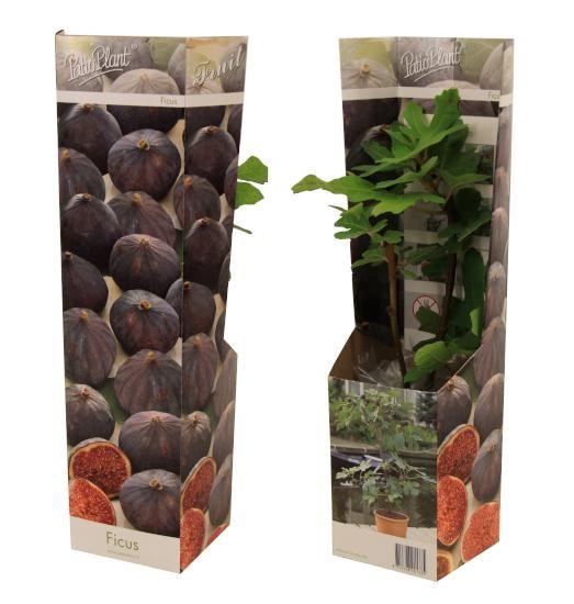 <h4>Ficus carica</h4>