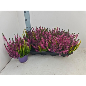 CALLU BL S TRI ME GP