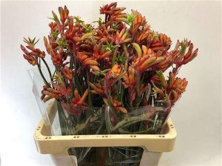 Anigoz Ramp Roy Slav