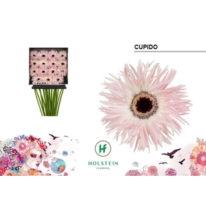 Gerbera Spider Cupido Diamond per kaart