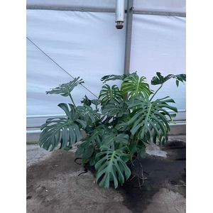 MONSTERA DELICIOSA