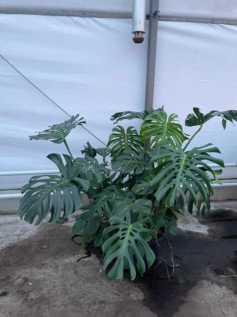 <h4>MONSTERA DELICIOSA</h4>