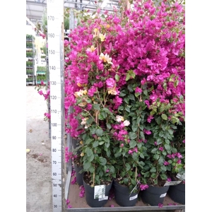 Bougainvillea  'Sanderiana'
