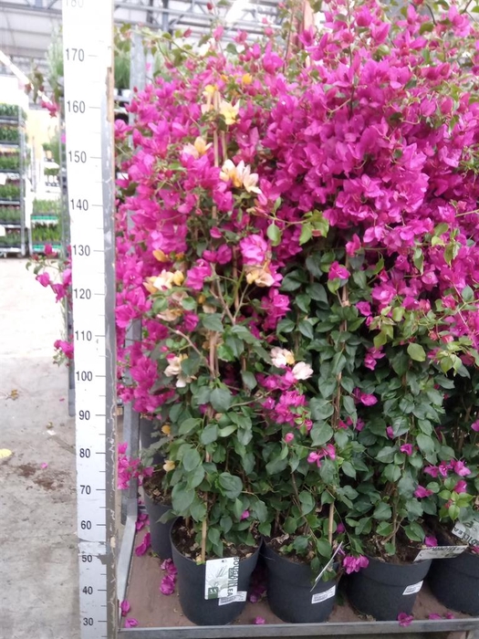 <h4>Bougainvillea  'Sanderiana'</h4>