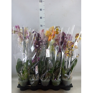 Phalaenopsis   ...mix