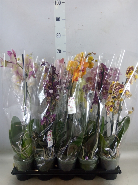<h4>Phalaenopsis   ...mix</h4>