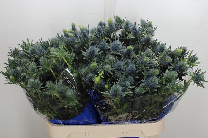 <h4>Eryn Supernova Qstar 80cm</h4>