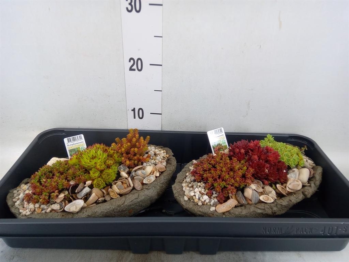 <h4>Arr. Tuinplanten L%</h4>
