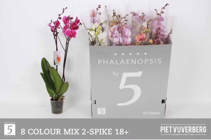 <h4>Phal Gem 8 Kl</h4>
