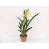 Brassia mix 2 tak 12 cm