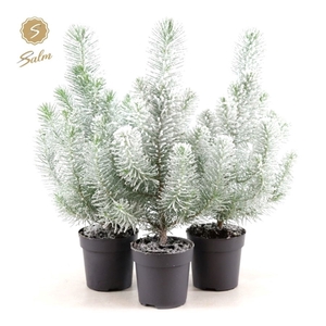 Pinus pinea 'Silver Crest' P10,5 + Snow