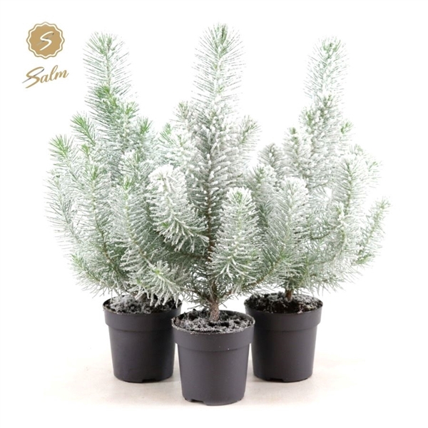 <h4>Pinus pinea 'Silver Crest' P10,5 + Snow</h4>