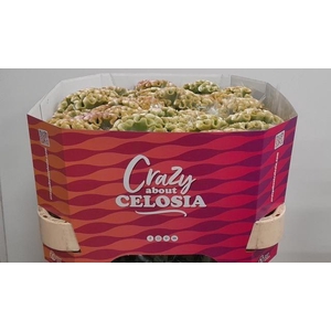 Cel C Muse Mint
