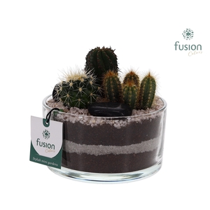 Glazen cilinderschaal met Cactussen en buddha