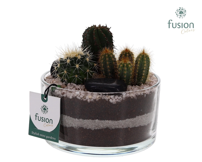 <h4>Glazen cilinderschaal met Cactussen en buddha</h4>