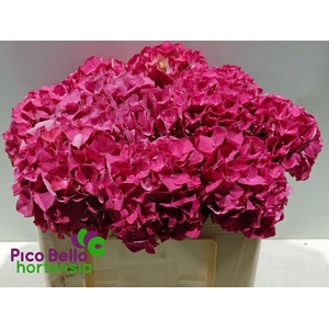 Hydrangea rodeo red