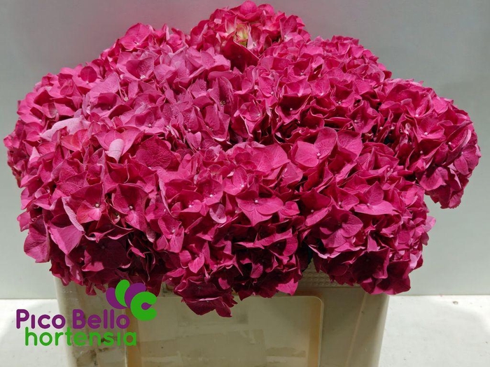 <h4>Hydrangea rodeo red</h4>