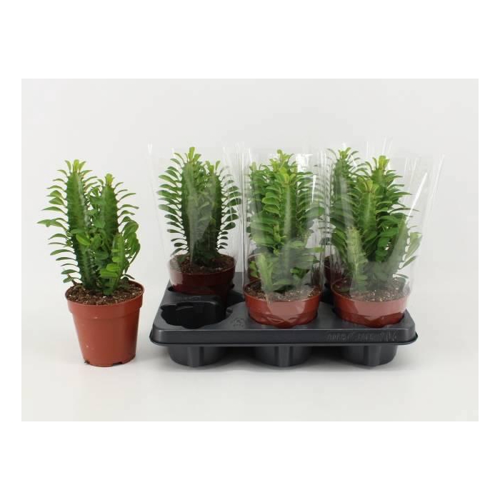 <h4>EUPHOR TRIGONA</h4>