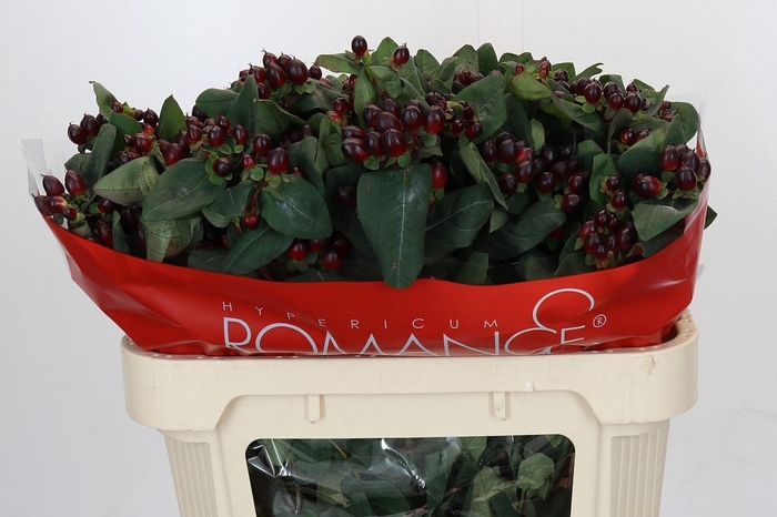 <h4>HYP ROCKY ROMANCE</h4>