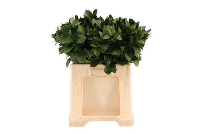 <h4>Ruscus Hypophyllum 60cm In Doos</h4>