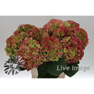 Hydrangea verena classic