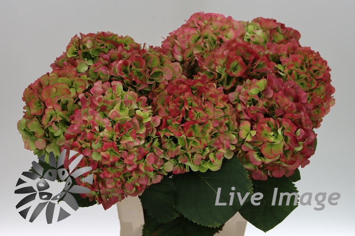 <h4>Hydrangea verena classic</h4>