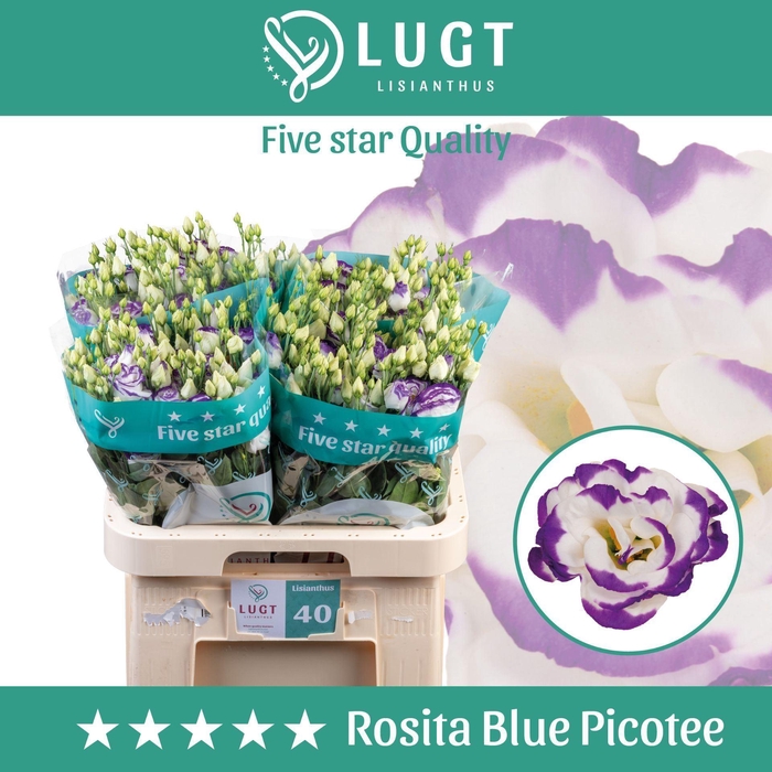 <h4>EUSTOMA RUSS. DU 'ROSITA BLUE PICO'</h4>