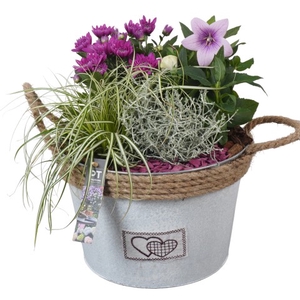 PTSO7218 Arrangementen Tuinplanten