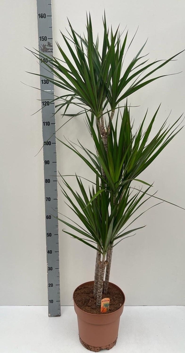 <h4>DRA MARGINATA</h4>