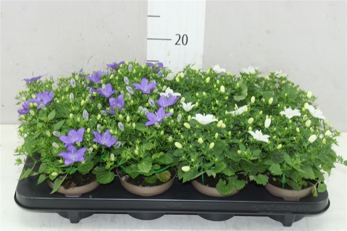 <h4>Campanula Gemengd</h4>