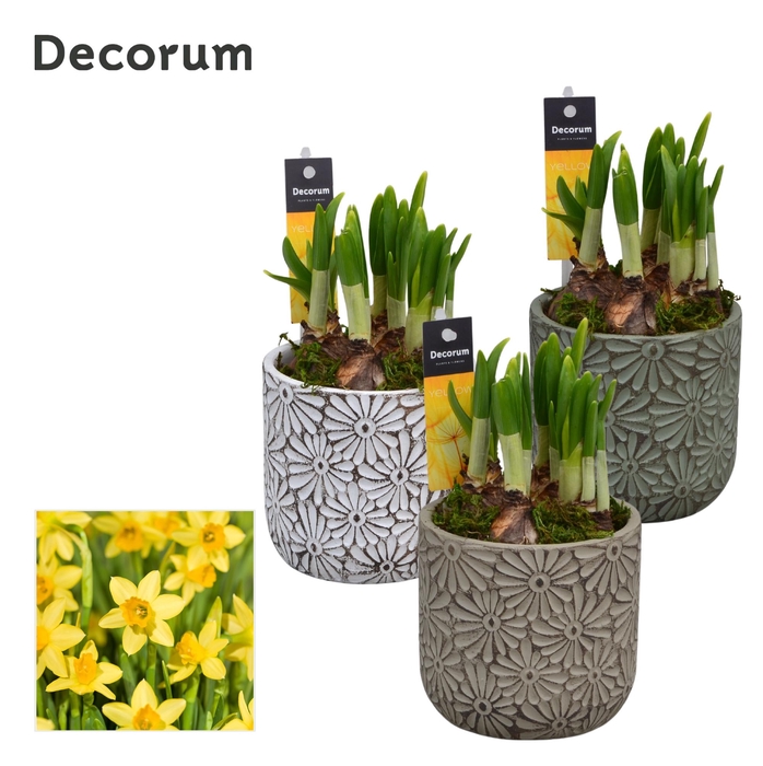 <h4>Narcis Daisy HL11393N</h4>