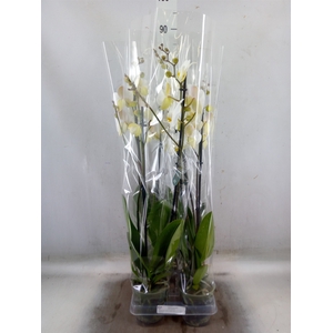 Phalaenopsis  'Ant London'