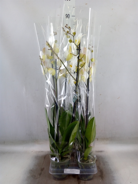 <h4>Phalaenopsis  'Ant London'</h4>