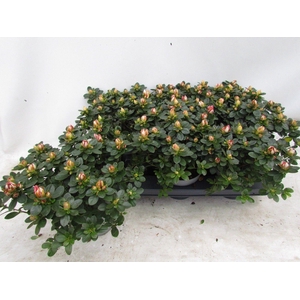 RHODO SI SACHSENSTER