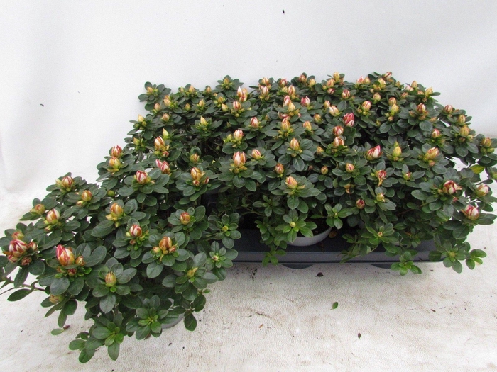 <h4>RHODO SI SACHSENSTER</h4>