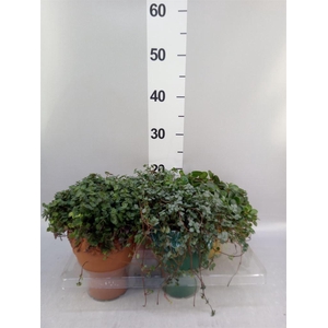 Arr.   Kamerplant Groen L%