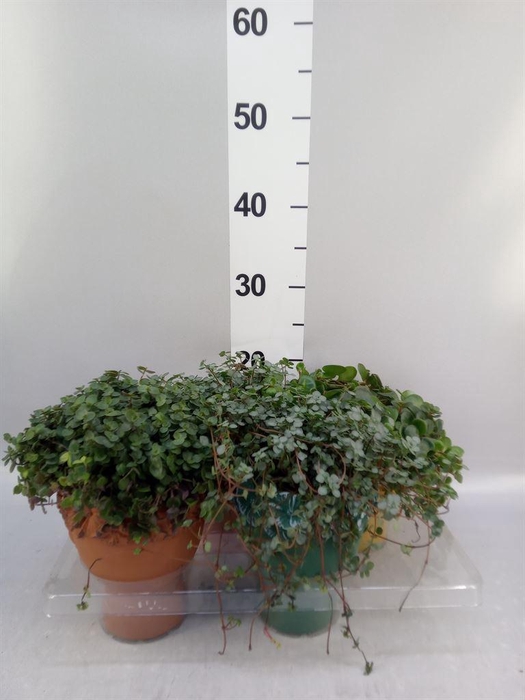 <h4>Arr.   Kamerplant Groen L%</h4>
