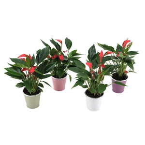 Anthurium XL.67 Trillions Red 7cm in zinken potje