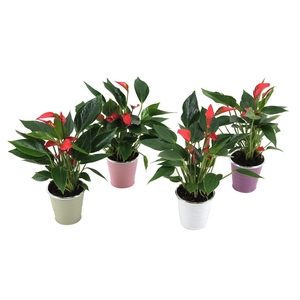 Anthurium XL.67 Trillions Red 7cm in zinken potje