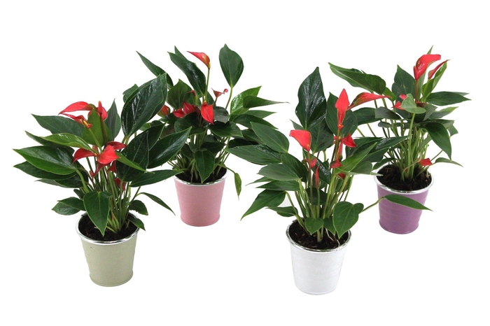 <h4>Anthurium XL.67 Trillions Red 7cm in zinken potje</h4>