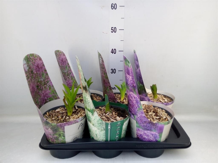 <h4>Allium   ...</h4>