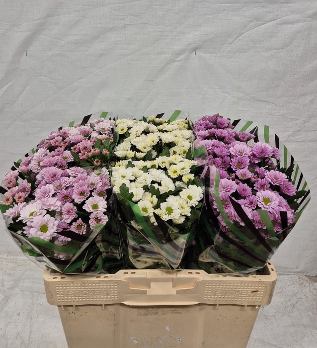 <h4>CHR S GEM FST</h4>