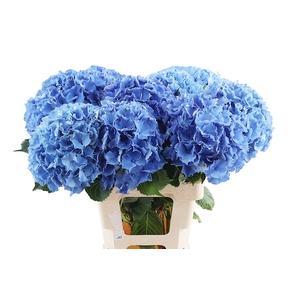 Hydr Royal Parade 80 cm Vicini