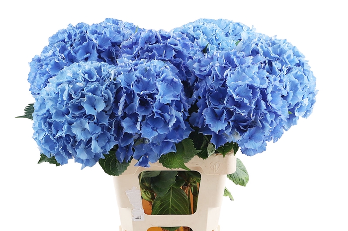 <h4>Hydr Royal Parade 80 cm Vicini</h4>