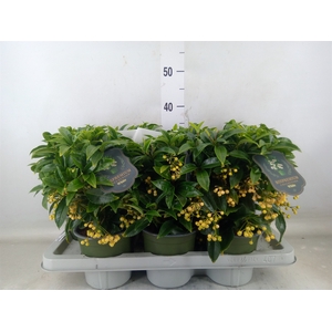 Ardisia crenata 'Bos Premium White'