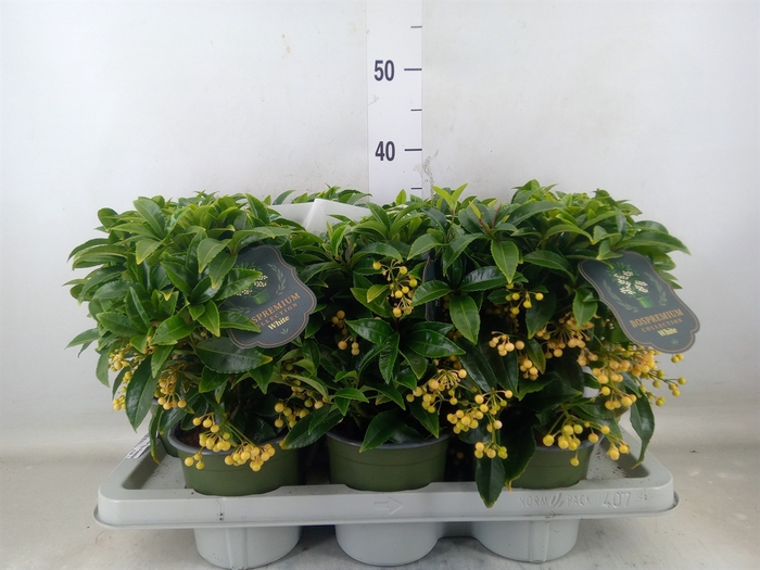 <h4>Ardisia crenata 'Bos Premium White'</h4>