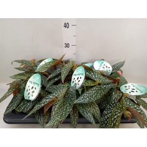 Begonia BD 'Double Dot'