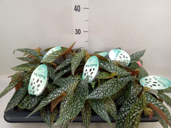 <h4>Begonia BD 'Double Dot'</h4>